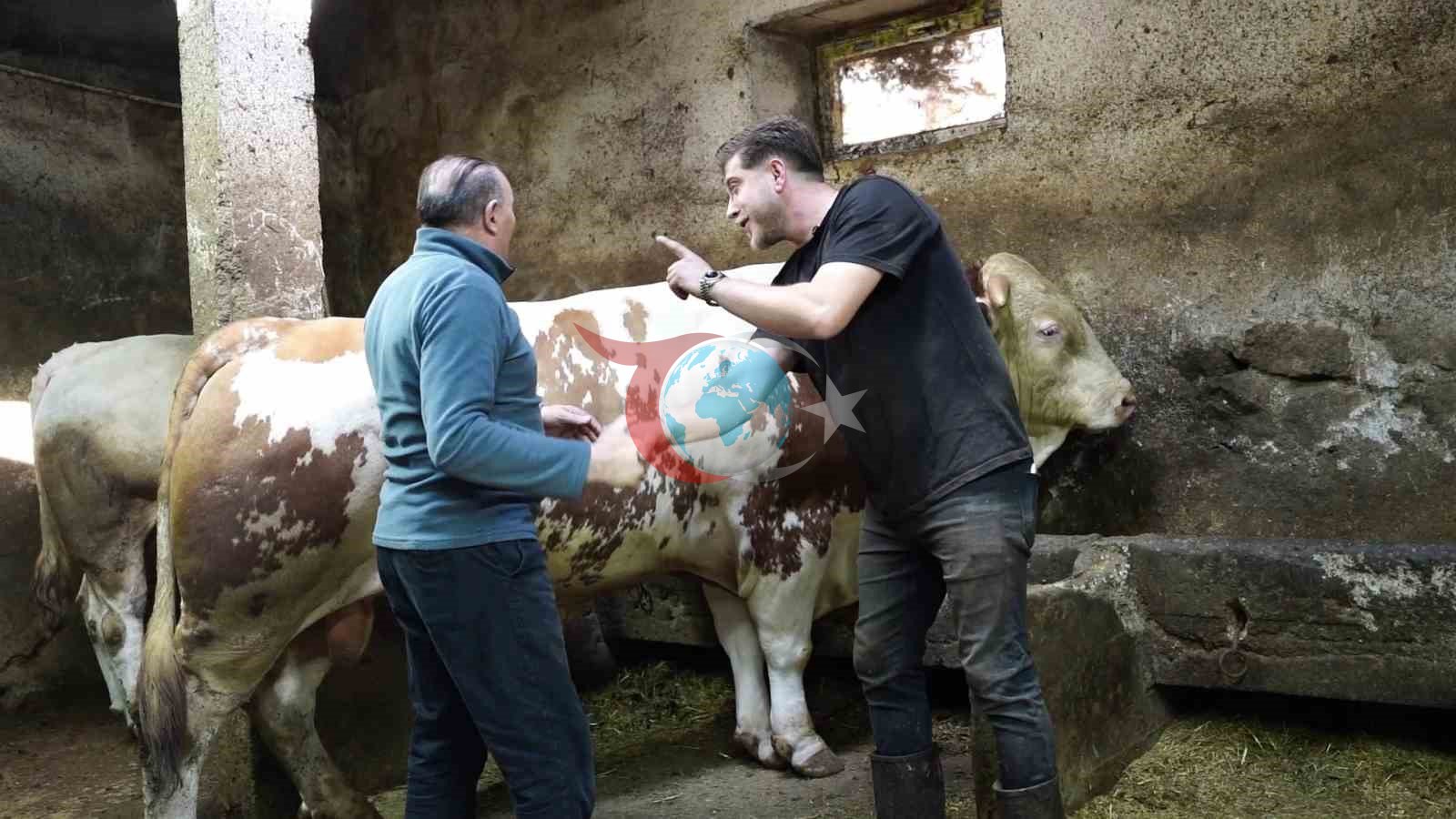 Erzurum'da Dev Tosun 550 Bin TL'ye Alıcı Buldu