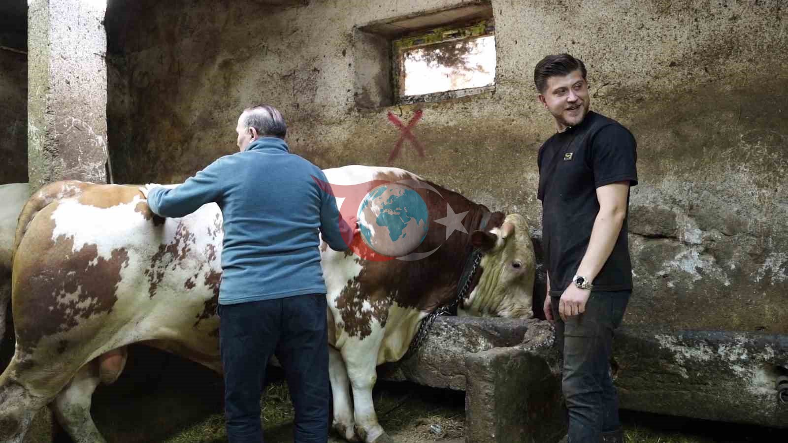 Bir ton 250 kilogramlık dev tosun 550 bin TL’ye satıldı
