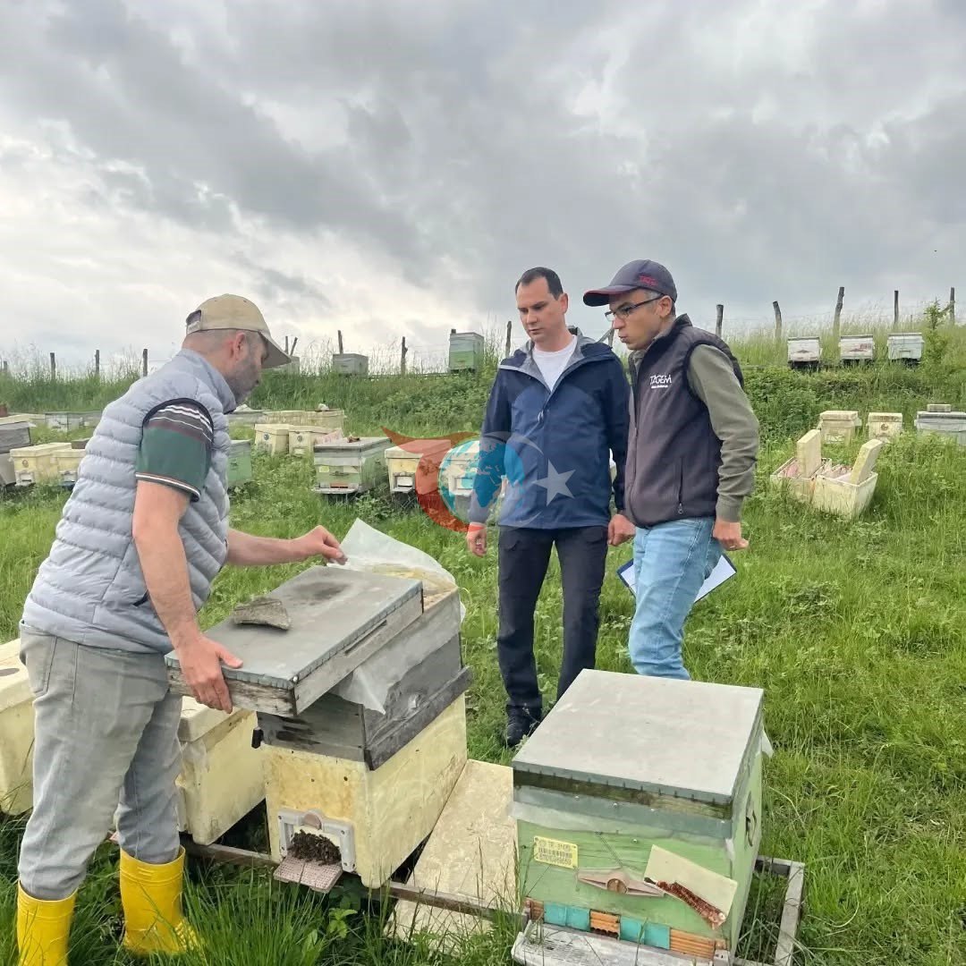 Düzce&rsquo;de yıllık 502 ton üretiliyor