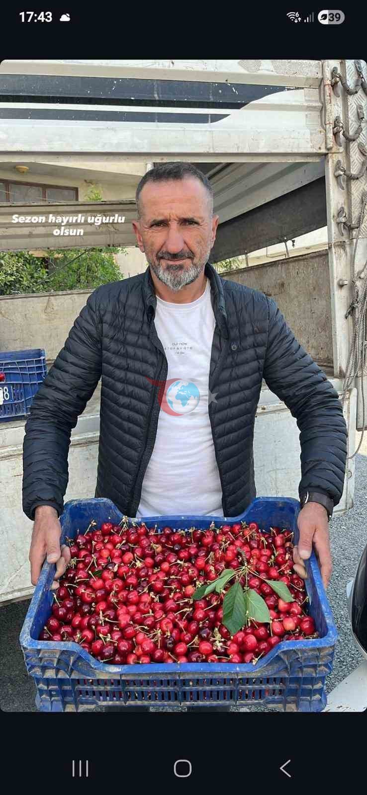 İlk karabodur albalı mövsümündə məhsul yığımına start verilib