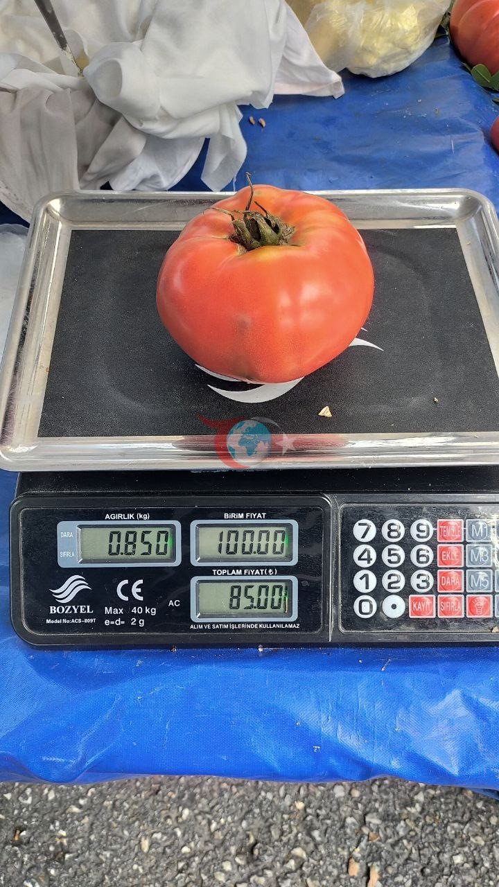 Aydın'da 850 Gramlık Dev Domatesler Pazarda Büyük İlgi Çekti