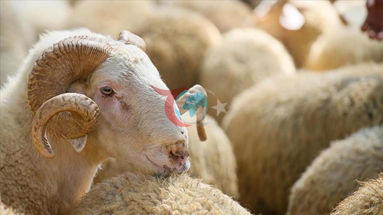 Kurban Bayramı'nın Deri Sektörüne Sağladığı Ekonomik Fırsatlar