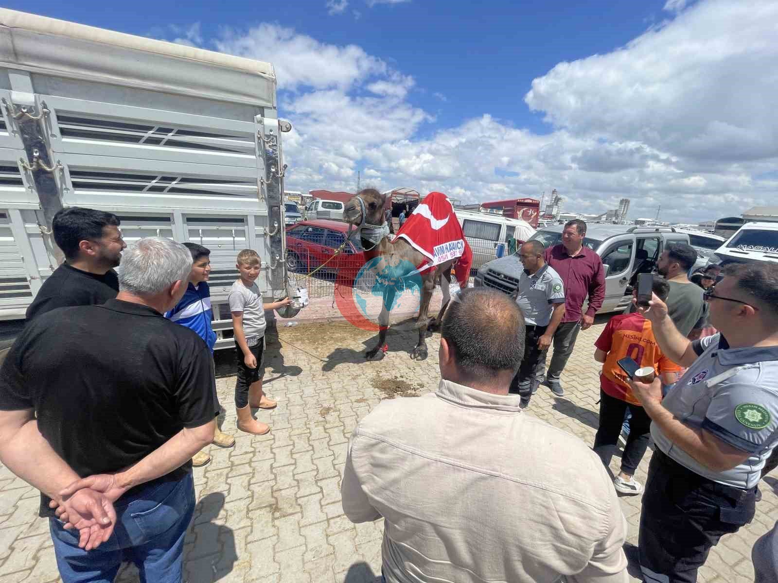 Kurban Pazarında Yılın Satışı: 330 Bin TL'lik Deve İlgi Odağı Oldu