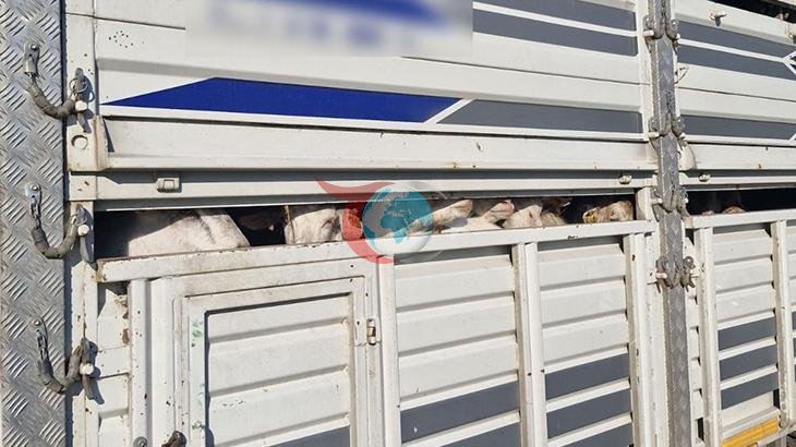 İstanbul'da Kaçak Kurbanlık Operasyonu: 626 Bin Lira Ceza