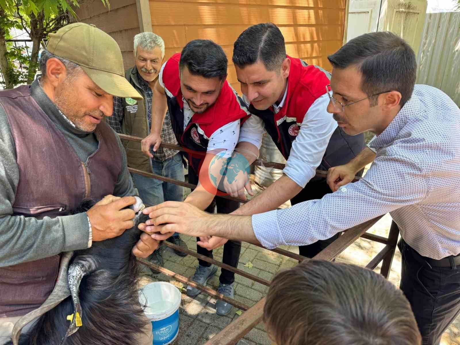 Bozdoğan'da Kurban Bayramı Öncesi Yoğun Hayvan Pazarı Denetimi
