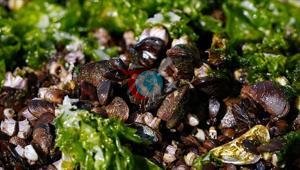 İzmirde midye başta olmak üzere 7 ton su ürününe el konuldu İzmirde midye başta olmak üzere 7 ton su ürününe el konuldu