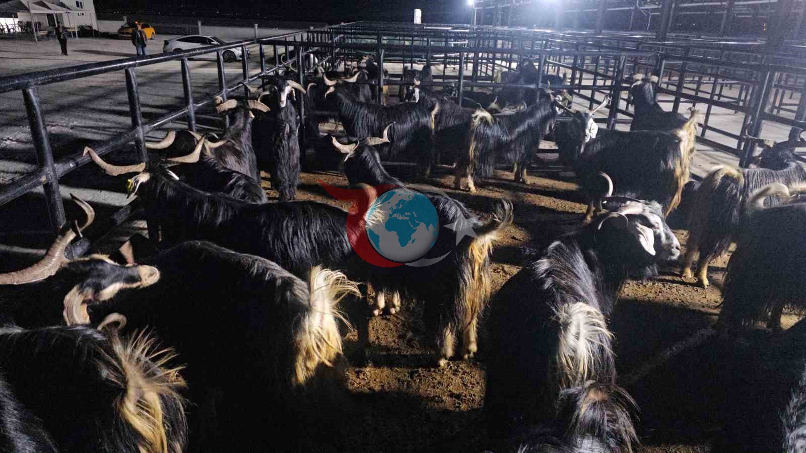 Elazığ&rsquo;da kurban pazarında uykusuz mesai: Geceyi hayvanlarının başında geçiriyorlar