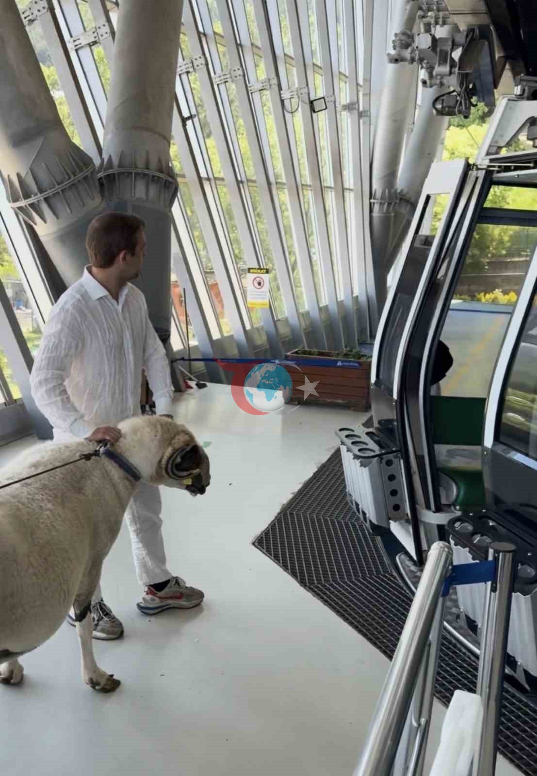 Bursa'da Teleferikte Koçlu Gezinti: Uludağ'da İlginç Anlar