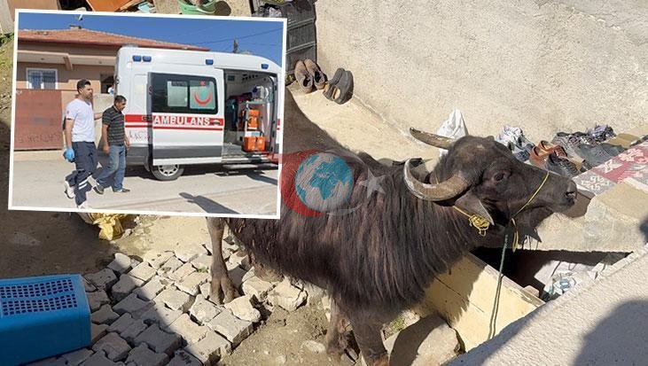 Çorum'da Kaçan Kurbanlık Heyecan Yarattı, Sahibi Bodruma Sığındı