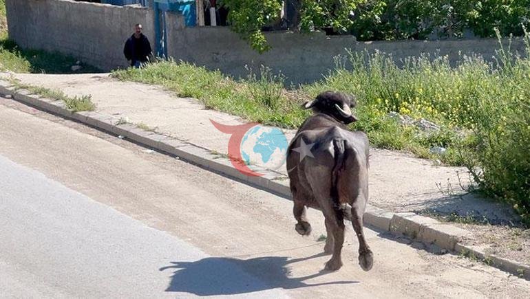 Çorumda kaçan kurbanlık ortalığı birbirine kattı Sahibi çareyi bodruma saklanmakta buldu