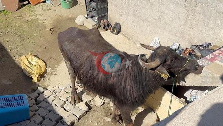 Çorumda kaçan kurbanlık ortalığı birbirine kattı Sahibi çareyi bodruma saklanmakta buldu