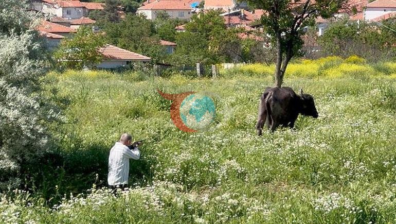 Çorumda kaçan kurbanlık ortalığı birbirine kattı Sahibi çareyi bodruma saklanmakta buldu