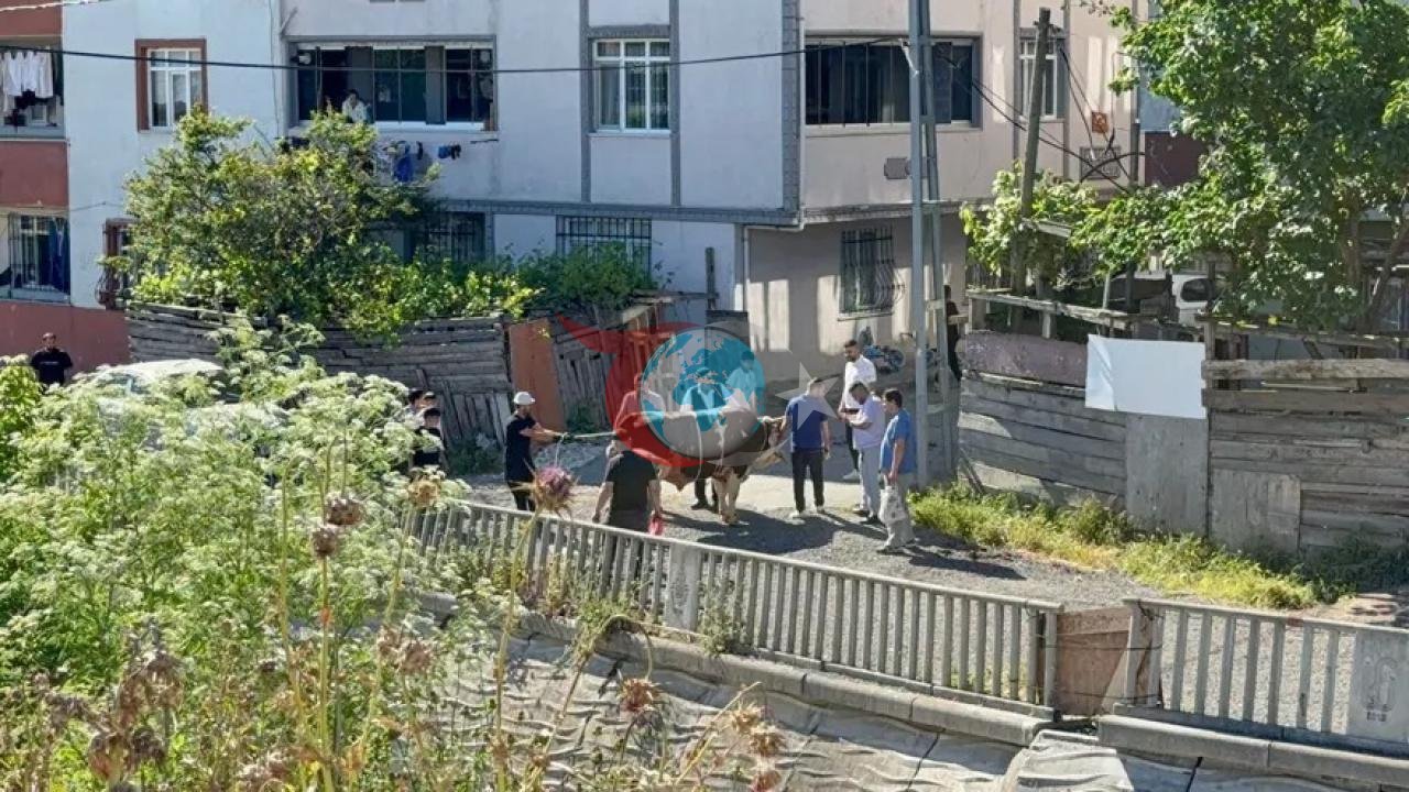 İstanbul'da Sokaklarda Kurban Kesimi Cezaları Artıyor