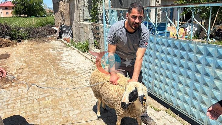 Erzincan'da Kaçan Kurbanlık Koyun İçin Nefes Kesen Kovalamaca