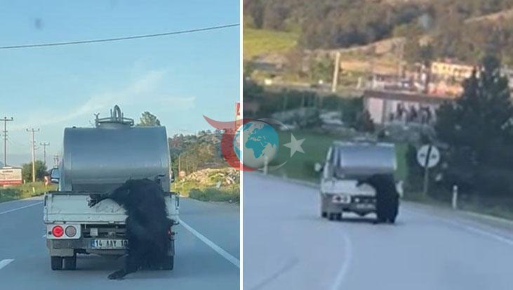 Bolu'da Hayvana Kötü Muamele: Sürücüye Ağır Ceza Kesildi