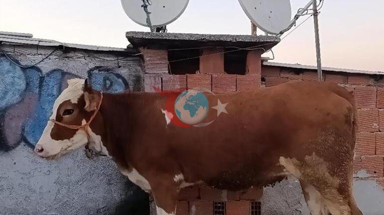 Bursada hayratlanarli voqea Qurbonlik ho'kizi 6-sinf 