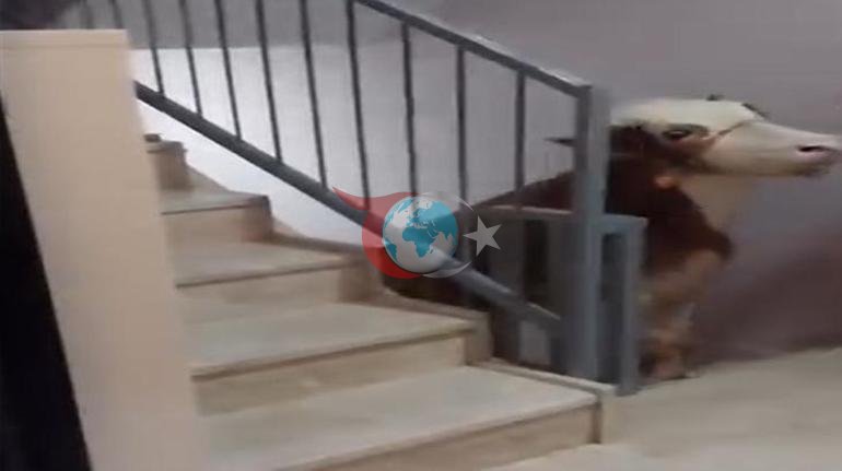Bursada hayratlanarli voqea Qurbonlik ho'kizi 6-sinf 