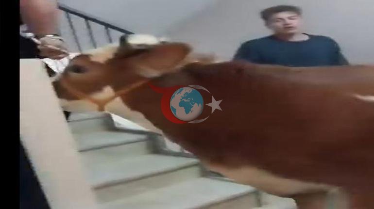 Bursada hayratlanarli voqea Qurbonlik buqasi 6 qavatli binoning terasida so'yilgan. width=