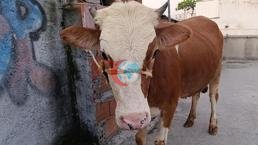 Bursada şok hadisə! Qurbanlıq öküz 6-cı sinif binasında kəsildi. eni=