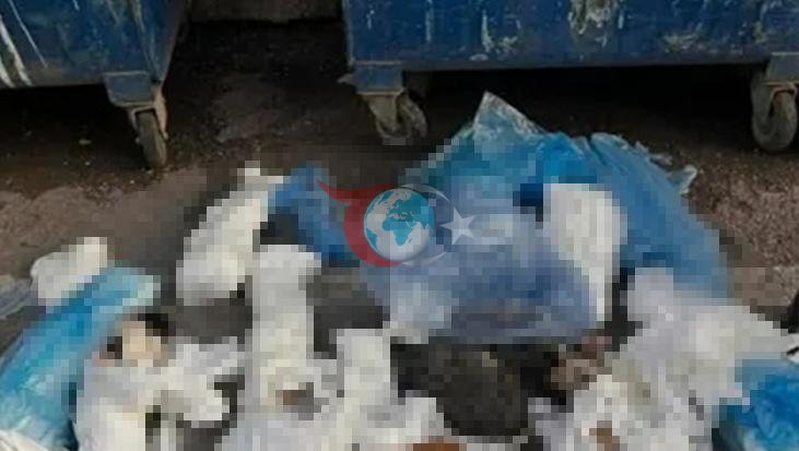 İzmir'de Korkunç Olay: 33 Kedinin Ölümü Üzerine Veteriner Tutuklandı