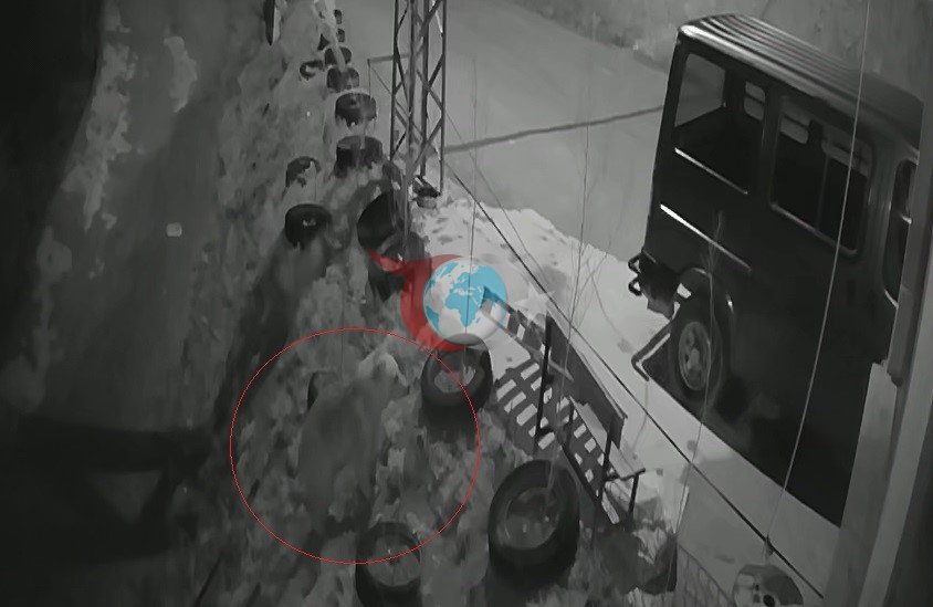 Bayburt'ta Aç Ayı Köyde Yiyecek Arayışında Görüntülendi