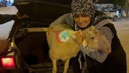 Bir an olsun yanından ayırmıyordu! Yanlışlıkla alınan 'Çorap', bayramda kurban olmaktan son anda kurtuldu