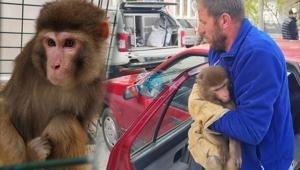 Köy yolunda büyük şok Rhesus maymunu Yozgat’ta ortaya çıktı
