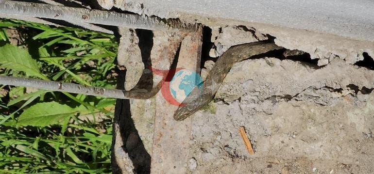 Onlar düz 3 metr uzunluqdadırlar. İlanlar bütün evi mühasirəyə alıb, ailə çarəsiz qalıb: Gecələr yata bilmirik class=