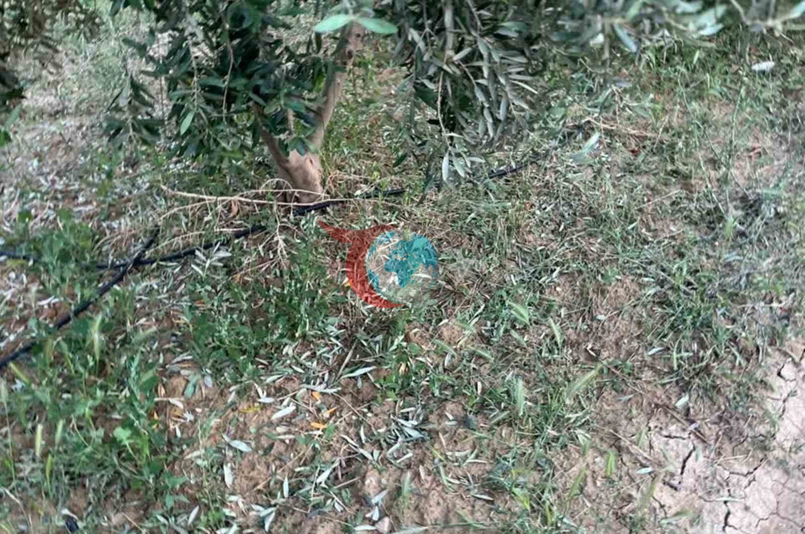Mersin'de Dolu, Kayısı ve Zeytin Ağaçlarına Zarar Verdi