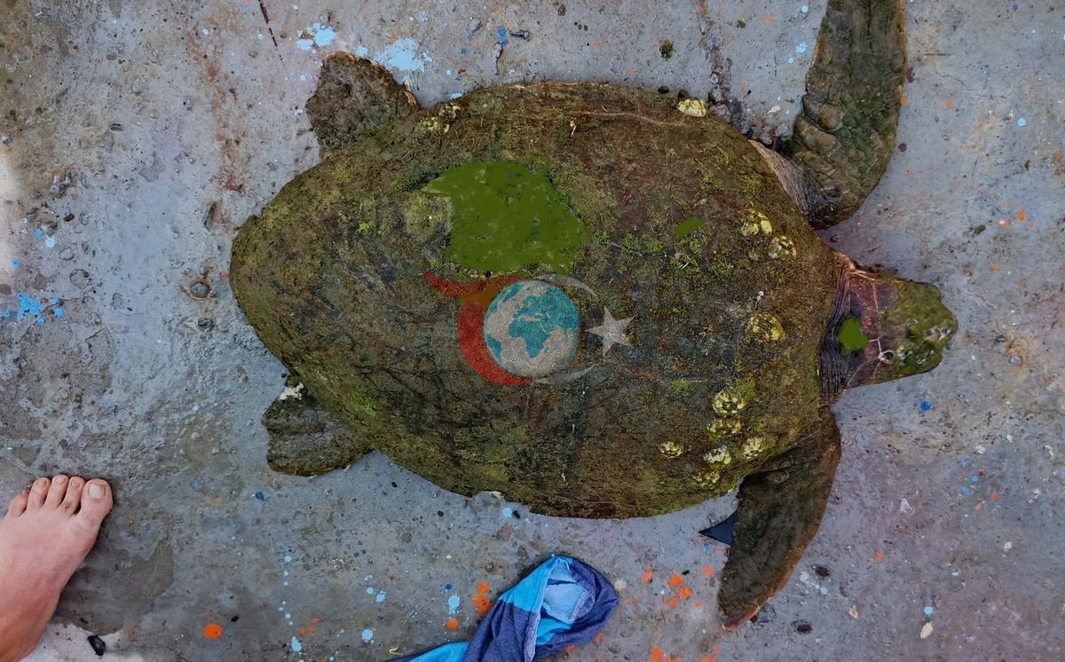 Yaralı Caretta Caretta İçin Seferberlik Başladı