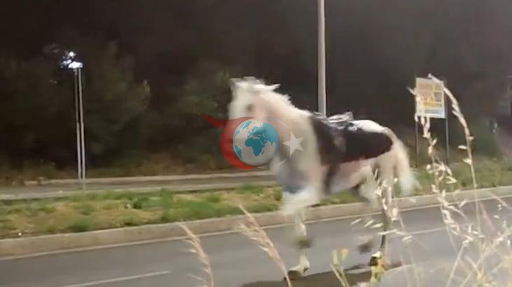 İtalya'da Cumhuriyet Bayramı Öncesi Kaos: Süvari Atları Kaçtı