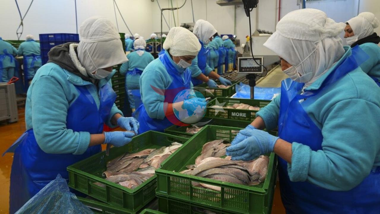 Türkiye'nin Su Ürünleri İhracatında Büyük Artış: 2,2 Milyar Dolar