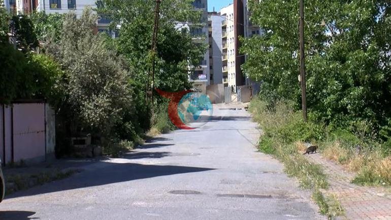 Göyərçin mübahisəsi həyatını itirdi Silah səsini eşidən 20 yaşlı Zəhra sinifdən küçəyə çıxıb həyatını itirdi=