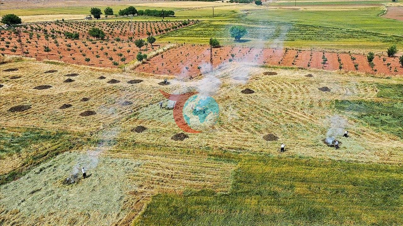 Gaziantep'te Coğrafi İşaretli Firik Üretimi Başladı
