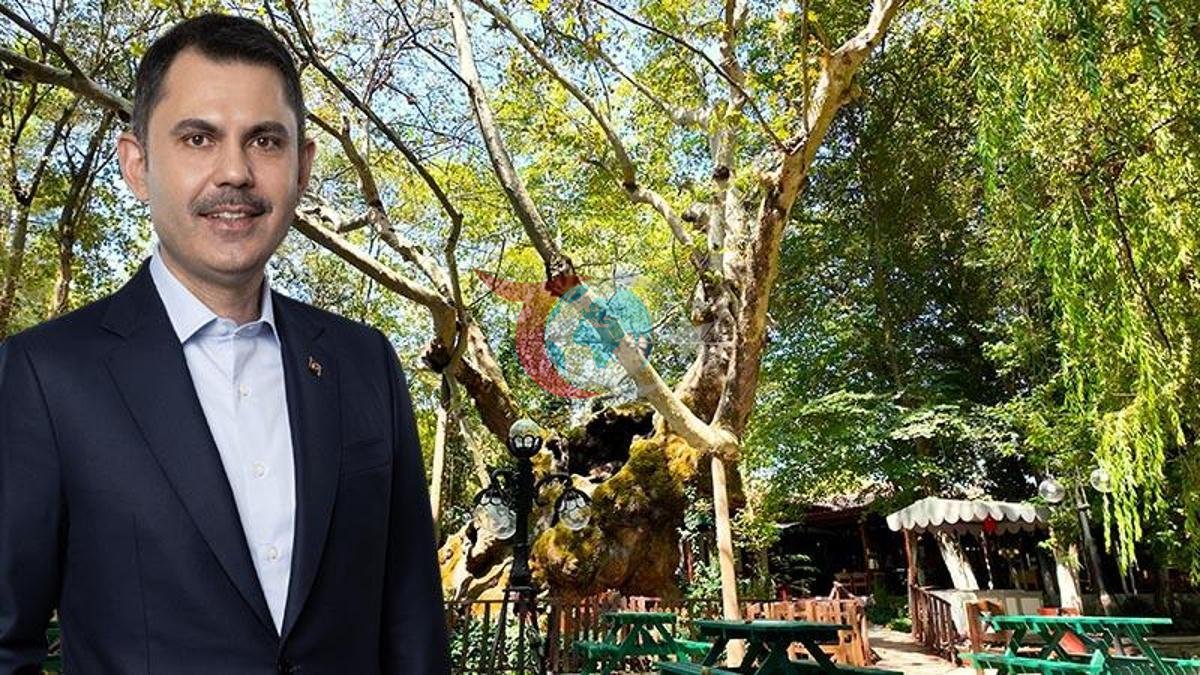 Bakan Kurum'un Anıt Ağaç Mesajı: Doğanın Mirasına Saygı