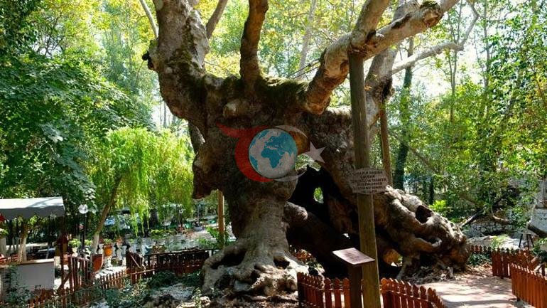 Nazir Kurum qorunan abidə ağacının hekayəsini paylaşdı