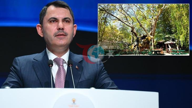 854 Yıllık Anıt Ağaç: Geçmişin Tanığı Doğal Miras