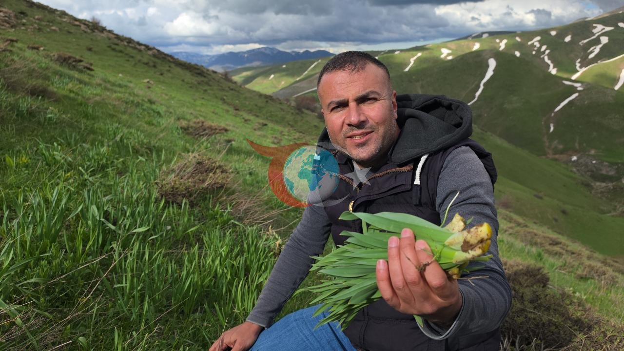 Bitlis Dağlarında Çiriş Otu İçin Zorlu Arayış Başladı