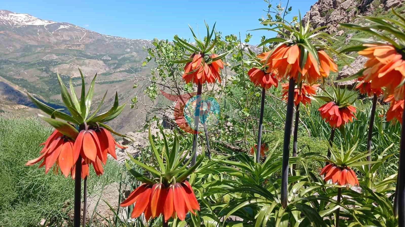 Hakkari&rsquo;de 2 bin 700 rakımda ters laleler görüntülendi