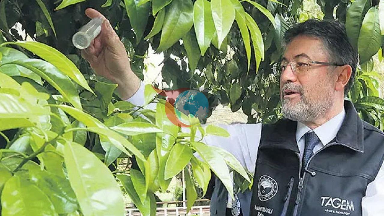 39 Yeni Sort Yerli Toxumlarda Qeydiyyatdan Keçmişdir