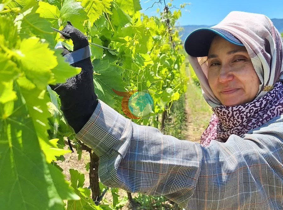 Sarıgöl'de Üzüm Üreticileri Zamanla Yarışıyor