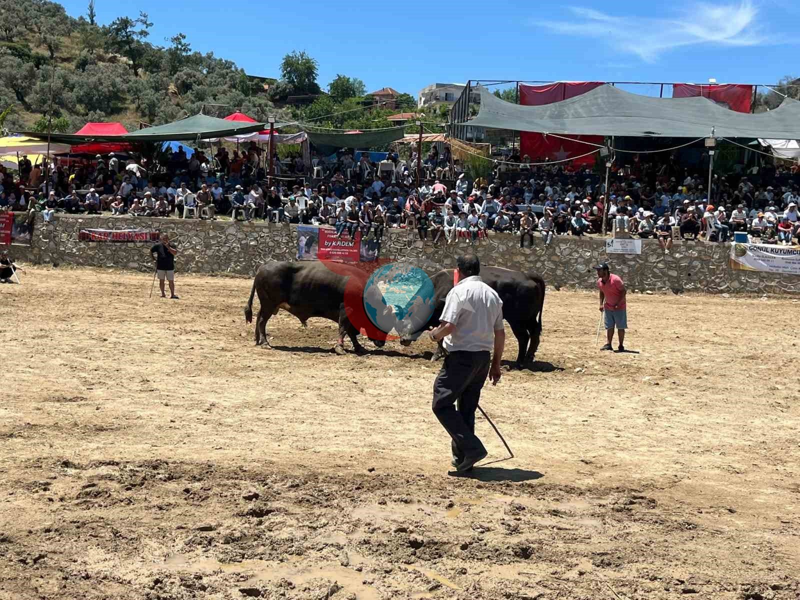 Germencik’te Boğa Güreşi Festivali: 63 Çift Boğa Arenada Karşılaştı