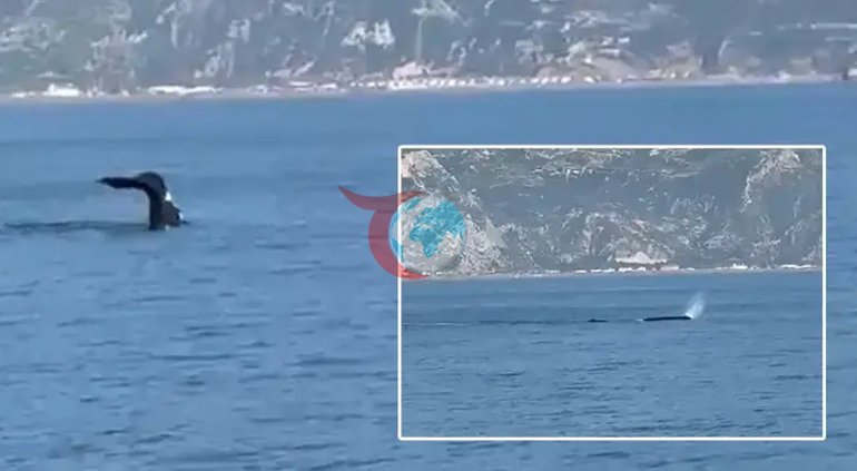 Hatayda balina heyecanı Cep telefonuyla kaydedildi