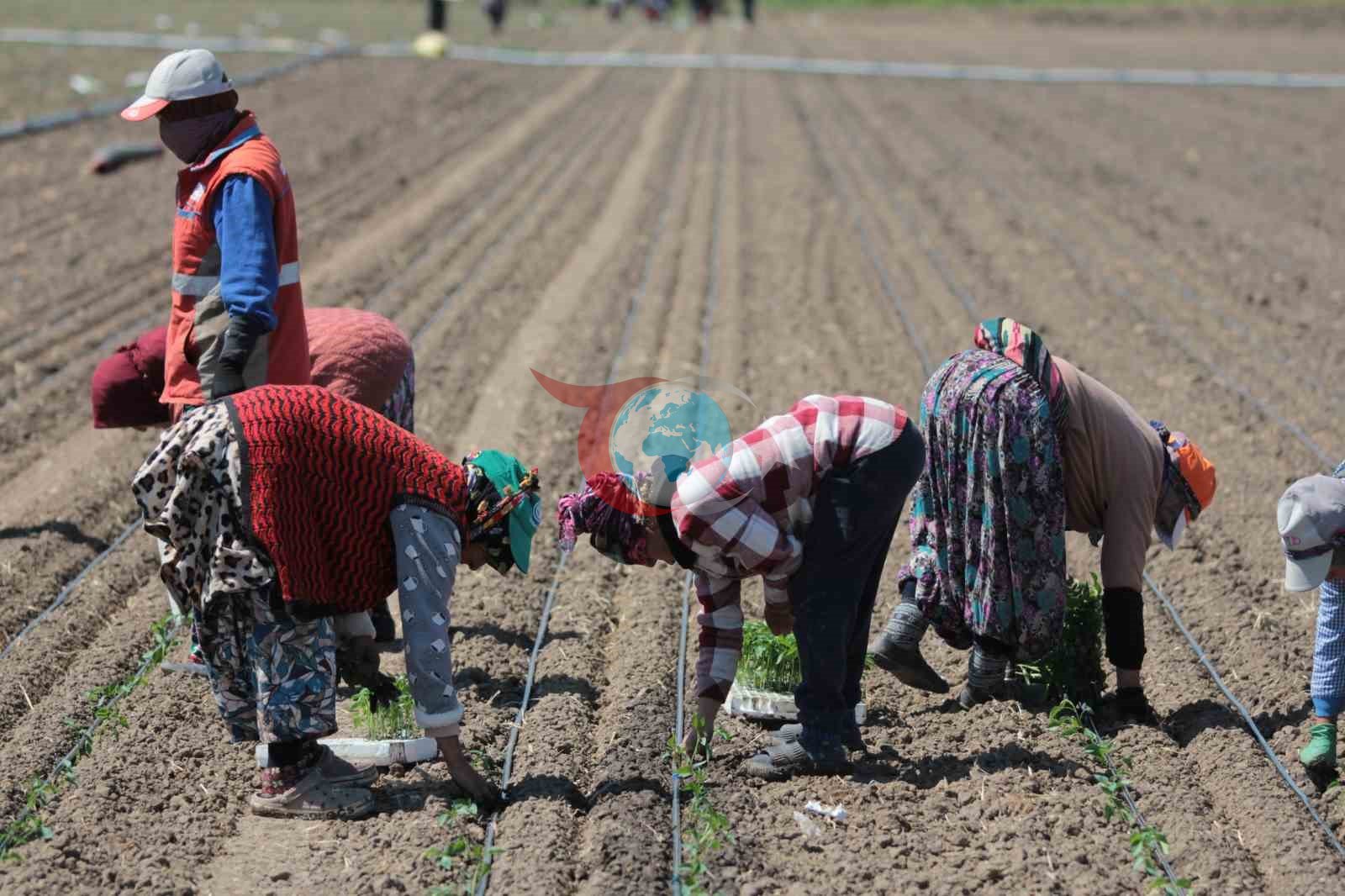 Karacabey'de Domates Sezonu: 14 Salça Fabrikasıyla Rekor Üretim