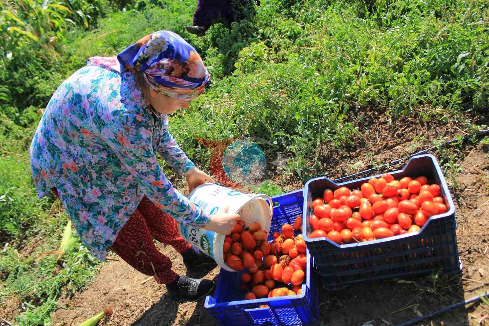 14 salça fabrikasına sahip Karacabey’de domates sezonu başlıyor