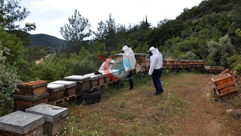 Çəkisi heyrətamizdir. Antalyanın 'Acı Bal'da coğrafi göstərici hərəkət