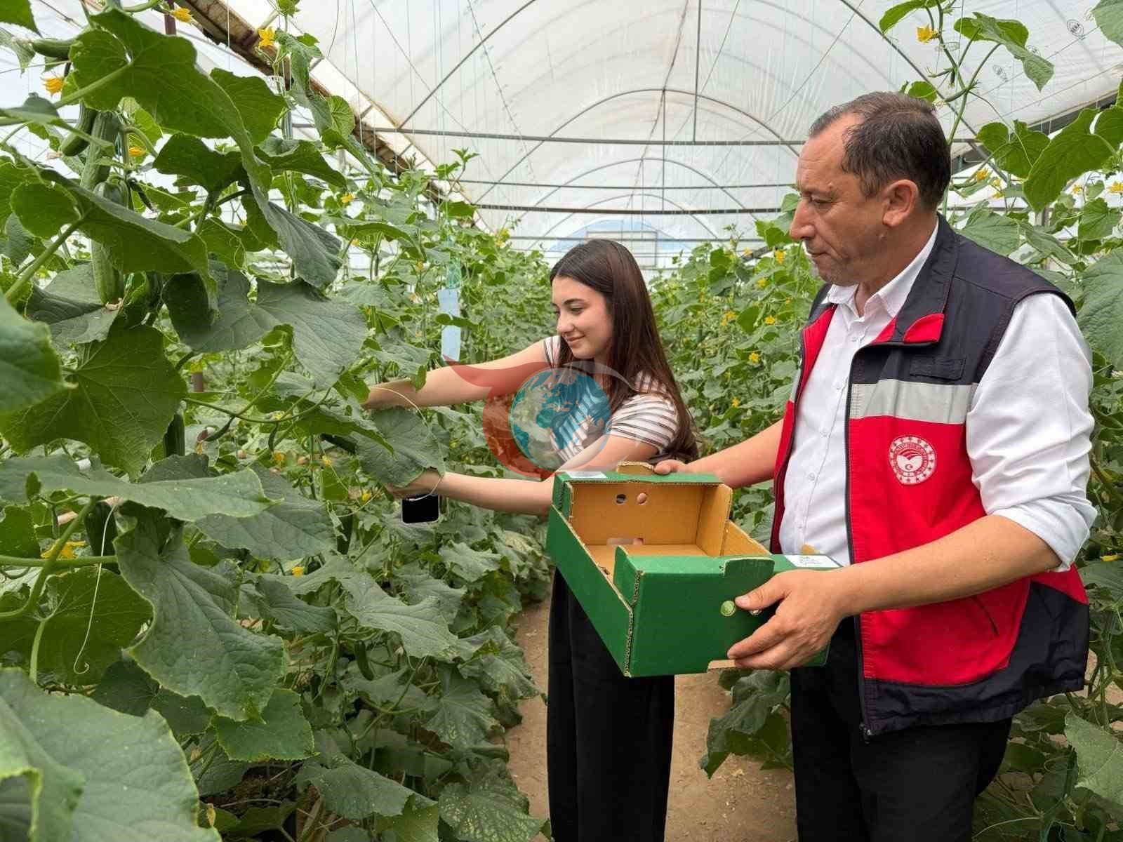 Simav&rsquo;da gençler serada hasatla buluştu