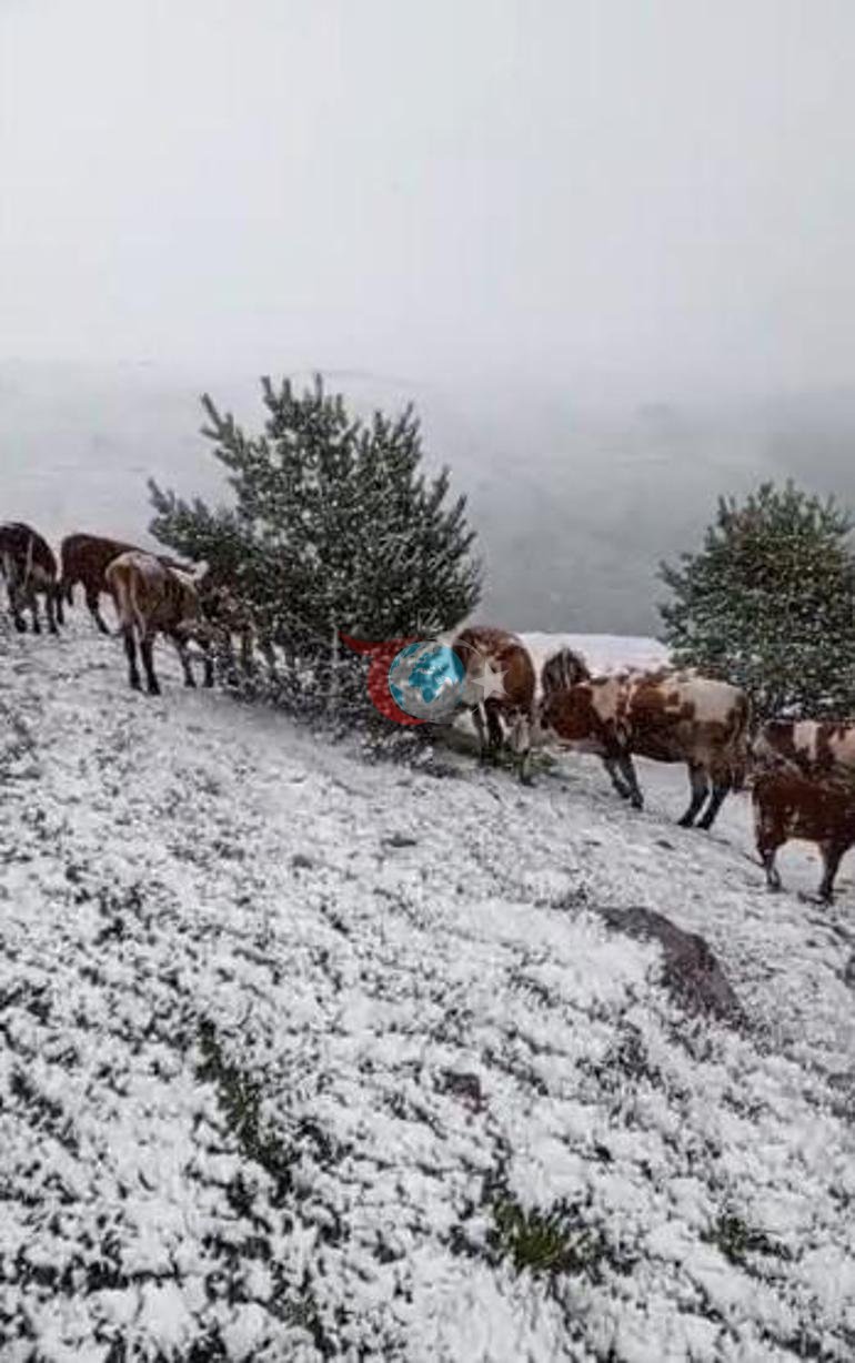 Yozning o'rtalarida to'satdan platoga qor yog'di va hamma narsa oqarib ketdi