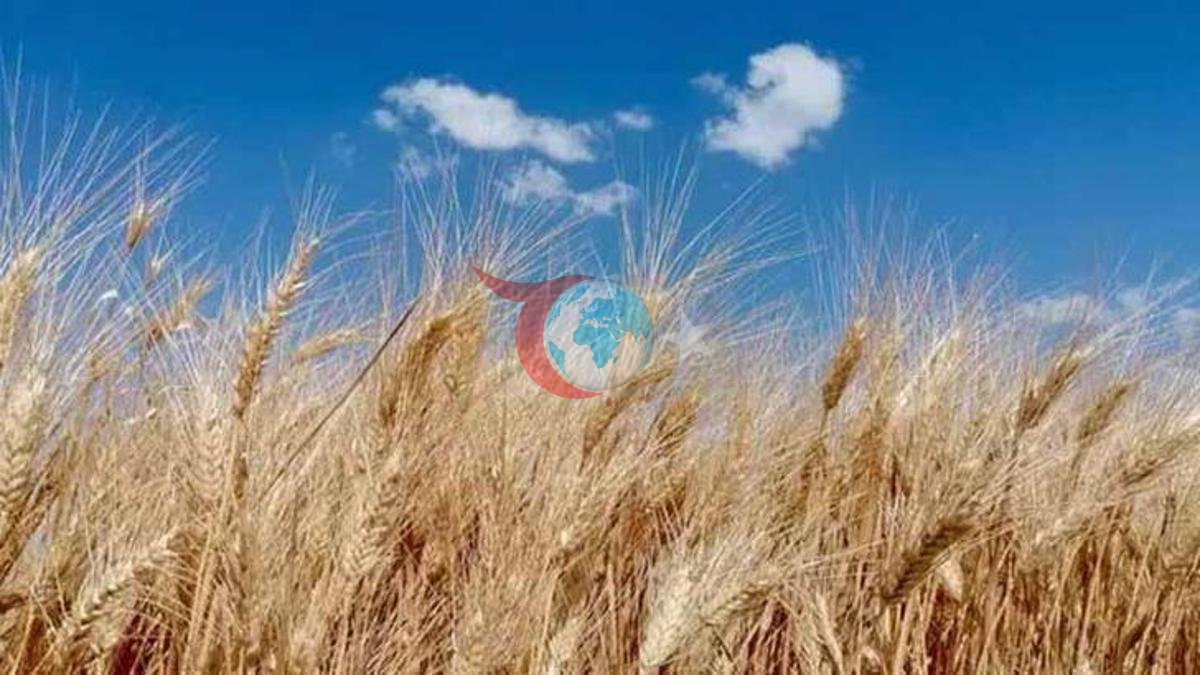 2026 Galla satyn almak we satuw bahalary yglan edildi