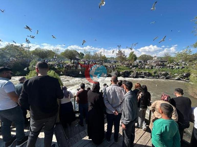 Her yıl milyonlar izliyor Van’daki inci kefalleri bu yıl da görenleri büyüledi